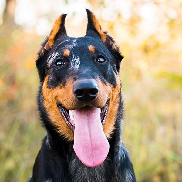 Beauceron